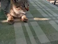 Котенок в дар, фотография 5