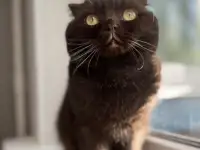 Шотландские котята, фотография 7