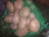 Продам картофель