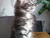 Котята Мейн-кун, фотография 3