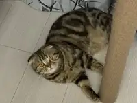 Шотландские котятатабби, фотография 6