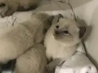 Тайские старосиамские котята, фотография 10