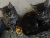 Котята породы Мейн-кун, фотография 4