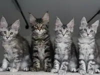 Котята мейн кун!