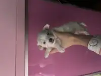 Мальтийская болонка мини, фотография 5