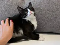 Котёнок в дар, фотография 5