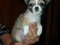 Щенки чихуахуа
