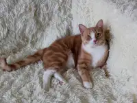 Красивый Рыжуля в добрые руки, фотография 3