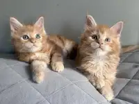 Мальчики Мейн кун, фотография 10