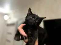 Котята в дар, фотография 2