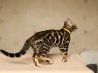 Бенгальская девочка, фотография 4