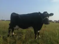 Продам покрытую дойную корову и бычка, фотография 6
