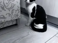 Котята девон рекс, фотография 5