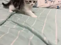 Шотландские котята, фотография 7