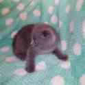 Котята британцы, фотография 4