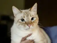 Нежный и красивый котик Беня в дар