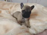 Французский бульдог щенки, фотография 2