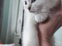 Шотландские котята, фотография 10