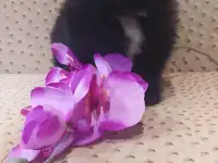 Щенок шпица девочка