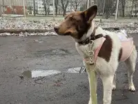 Собачки в дар, фотография 4