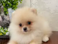 Щенки померанского шпица