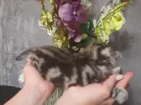 котята шотландские (страйт,фолд), фотография 2
