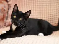 Котята в дар. Бесплатно в хорошие руки, фотография 9