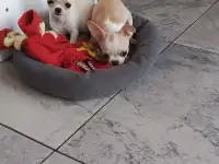 Чихуахуа
