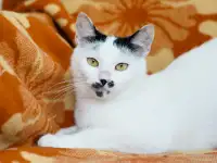 Бусинка - нежная и ласковая, фотография 3