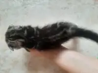 Шотландские вислоухие, фотография 5