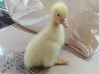 Гусята