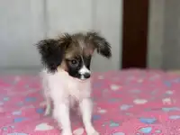 Щенок папильонфален, фотография 2