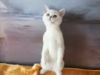Британские котята, фотография 2