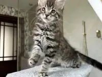 Крупный мальчик мейн-кун, фотография 3