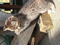 Котятаив добрые руки, фотография 4