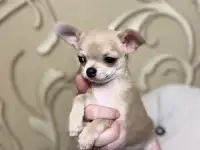 Щенки чихуахуа, фотография 3