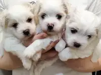 Продажа мальтезе
