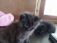 Котята в дар, фотография 4