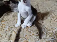 Ориентальные котята, фотография 2