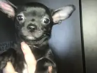 Чихуахуа щенки