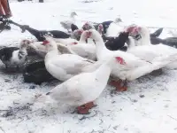утки петухи