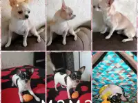 Щенки чихуахуа, фотография 5