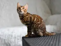 Бенгальские котята: девочка
