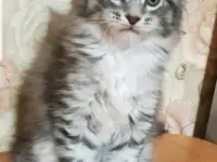 Кошечки мейн-кун, фотография 6
