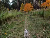 Вест хайленд терьер, фотография 3