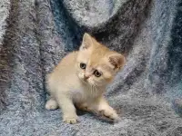 Шотландская кошка золотая шиншилла, фотография 5