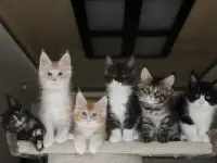 Мейн-кун котята!, фотография 3