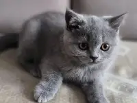 Британские котята, фотография 4