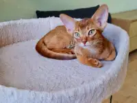 Котята, фотография 4