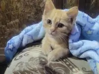 Отдам котенка в дар, фотография 2